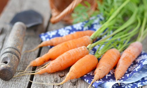 The Nutrition Behind Eating Garden to Table