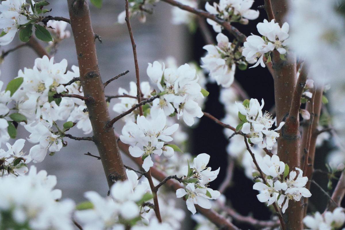 Gardeners, Pay Attention – Neglect of Tree Pruning Task May Prove Costly Later On