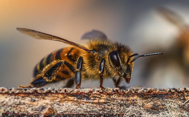 The Environmental Impact Of Decreasing Bee Populations