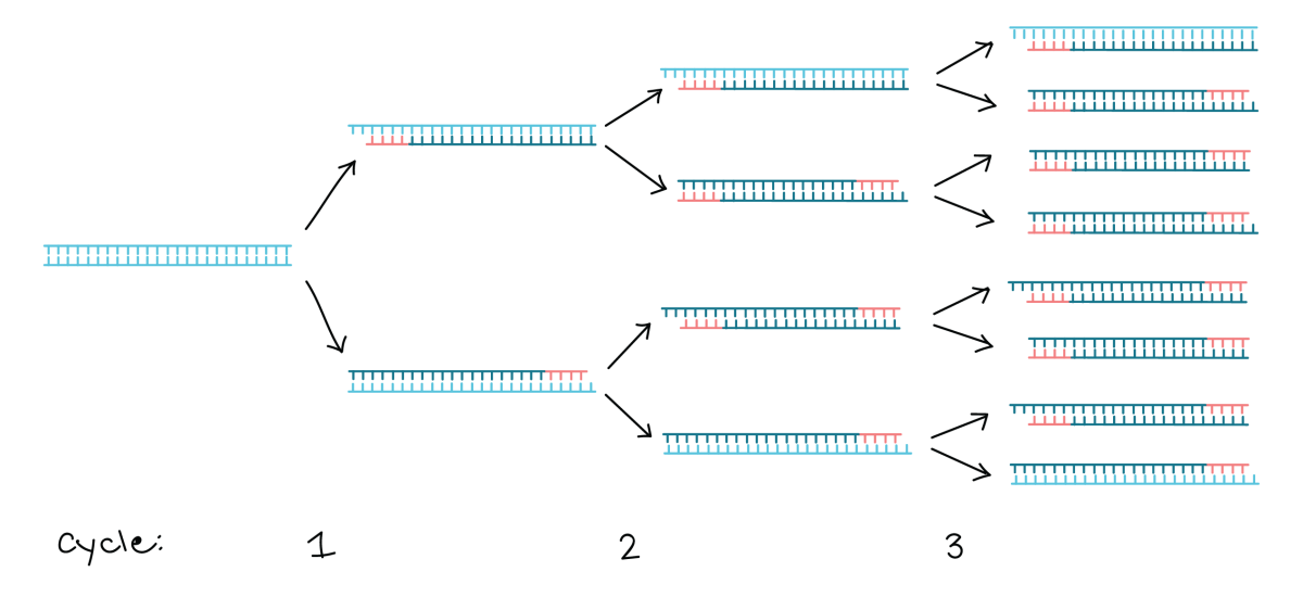 Everything That You Need to Know About Polymerase Chain Reaction