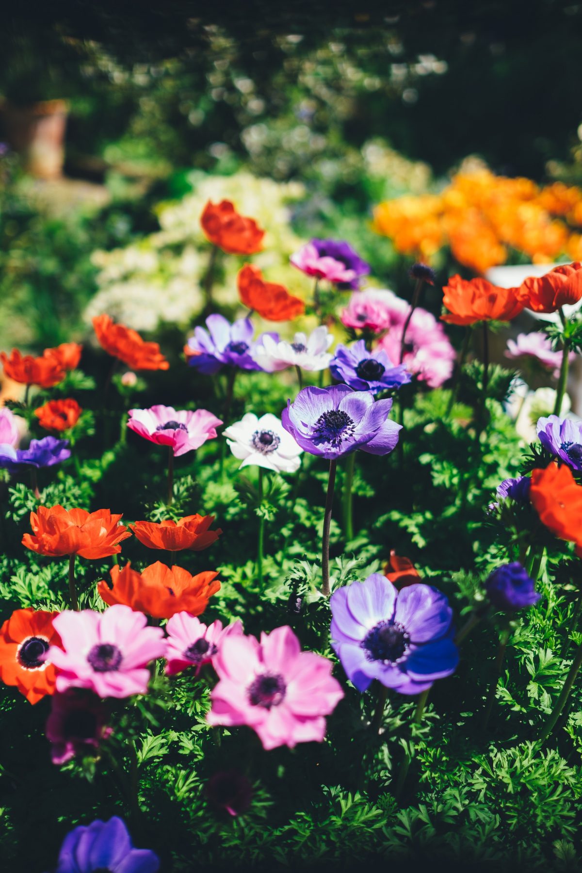 It’s Time for Some Garden Care – Tips to Enhance Its Beauty