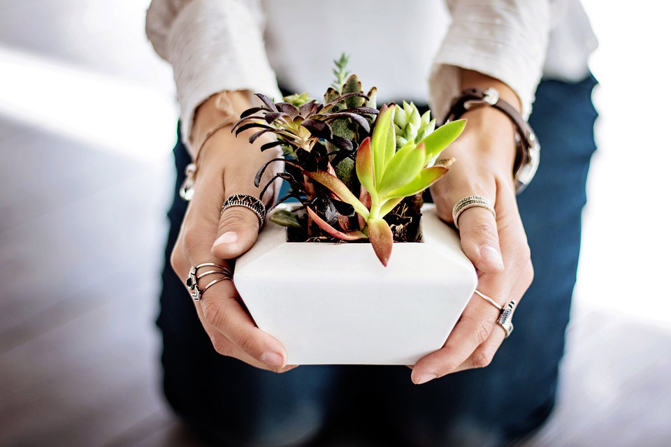 indoor-plants