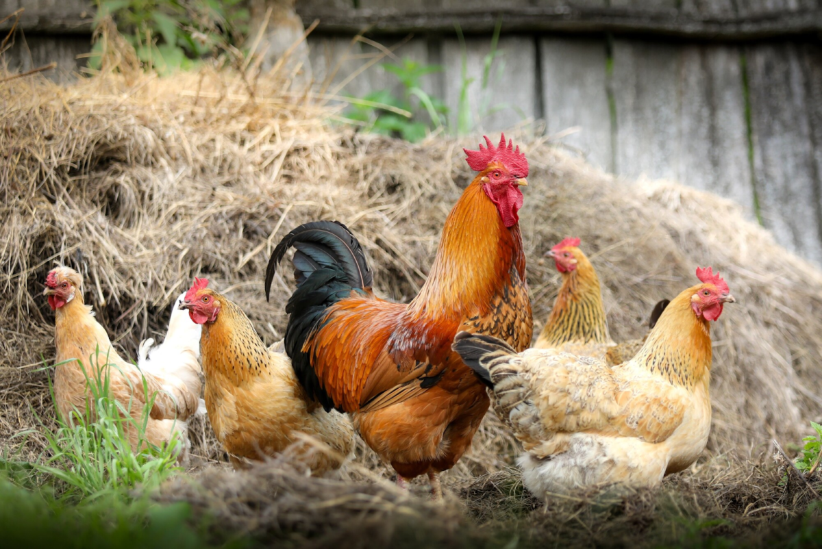 5 Reasons You Should Keep Chickens in Your Backyard