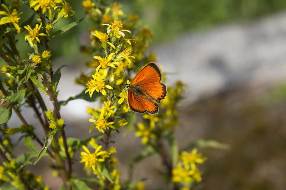 The Language of Flowers - Feature Image