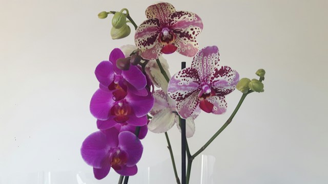 Orchids