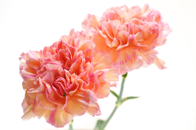 Carnations